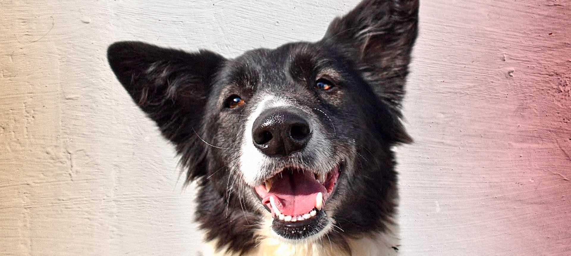 Luna, a dog looking for a loving home