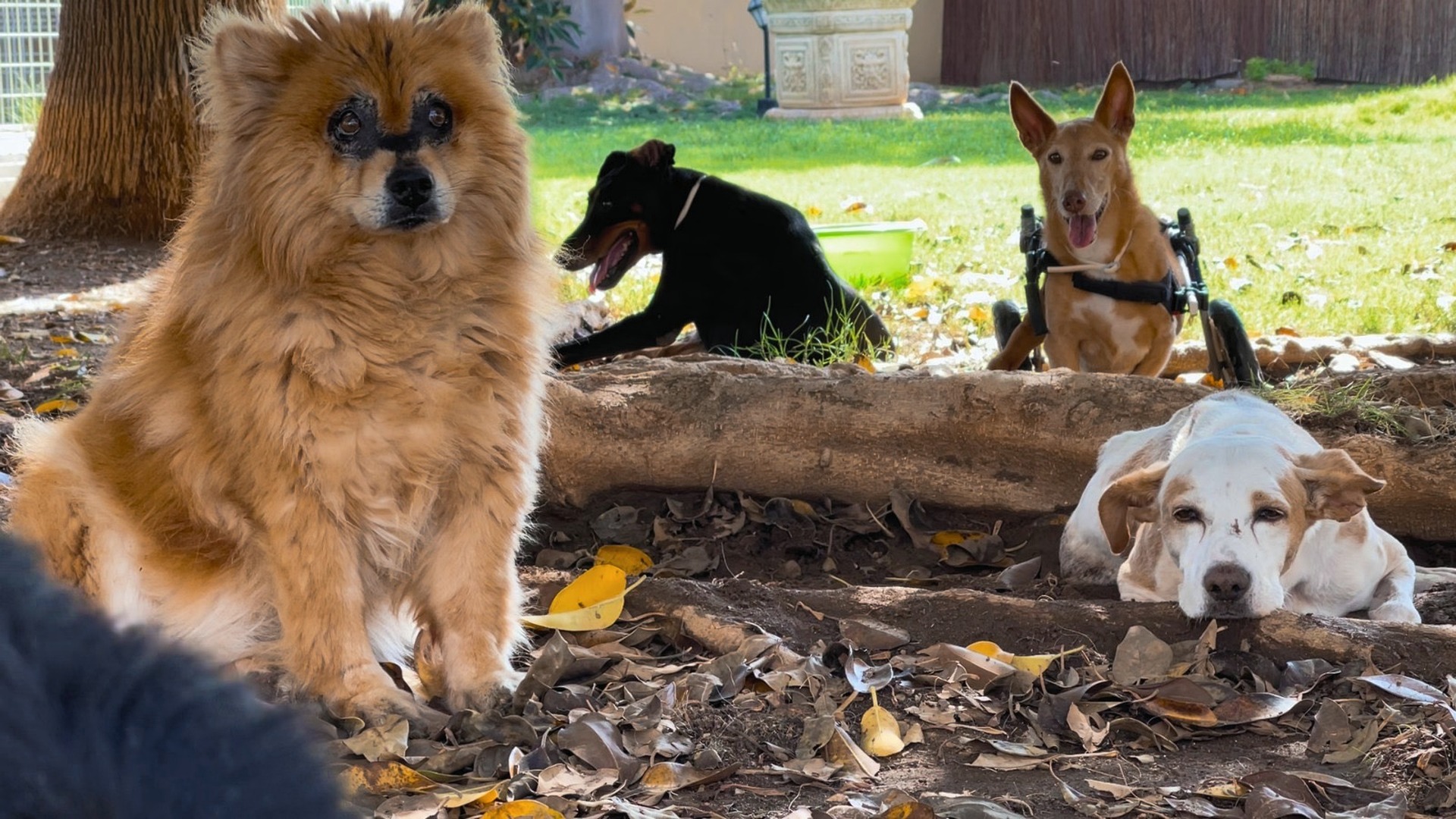 Community members supporting animal care