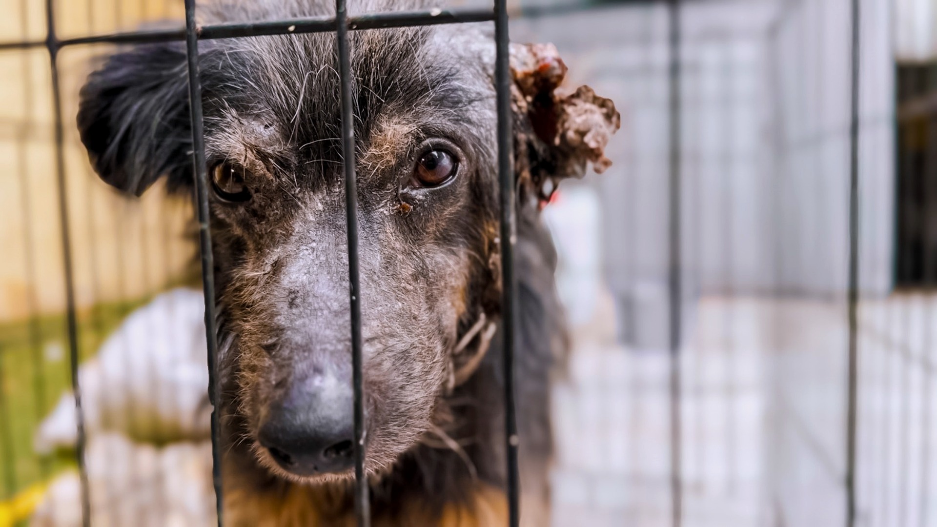 Live updates from a current rescue