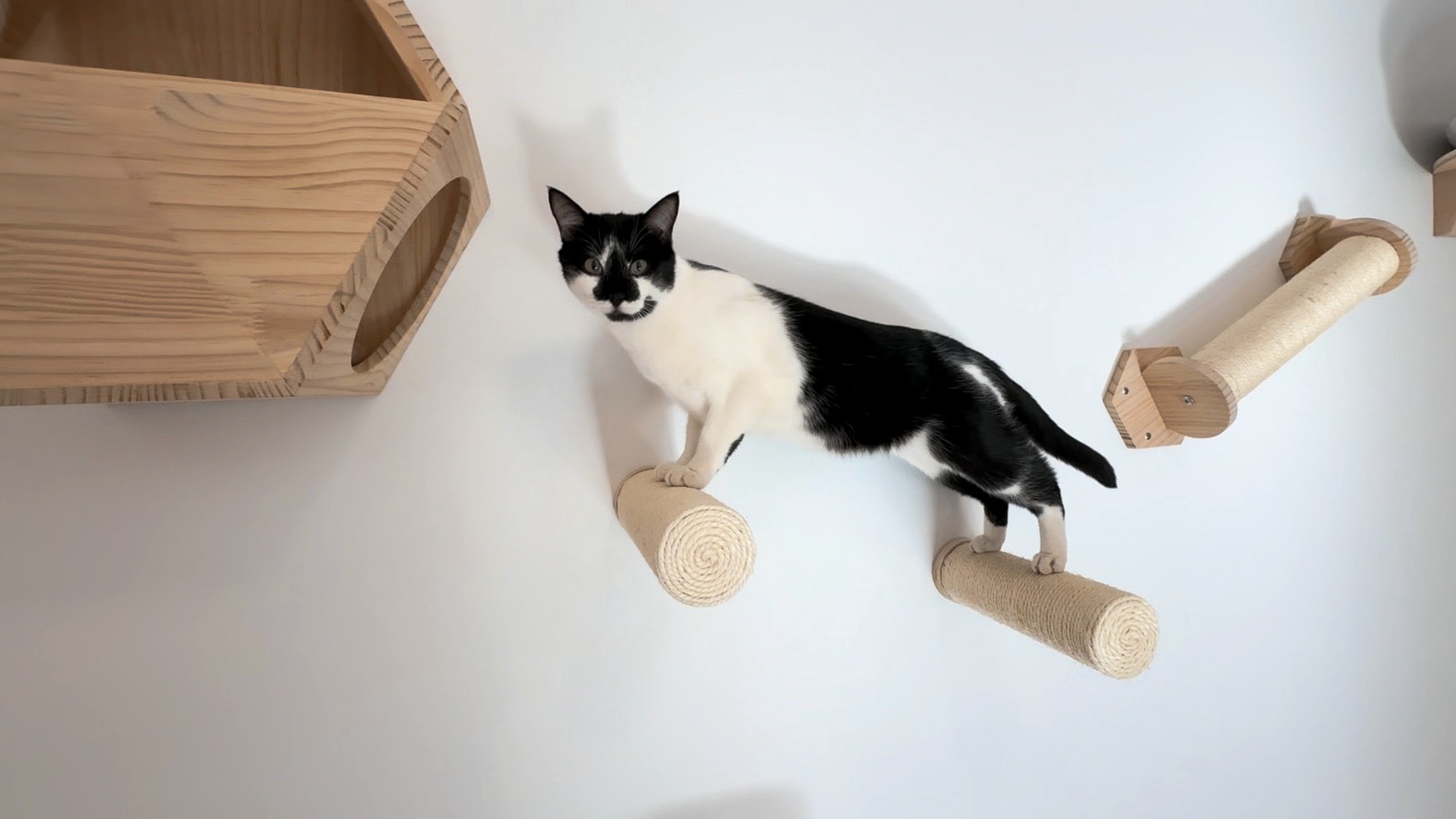 Rescued cat resting safely