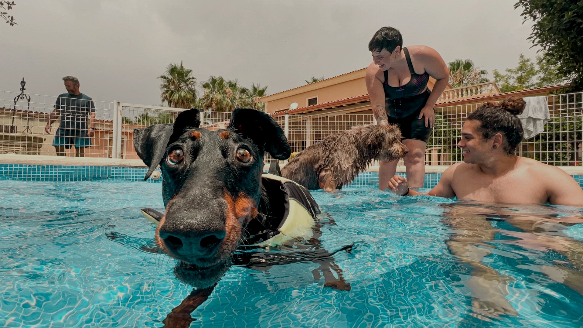 Dogs living together at the Great House