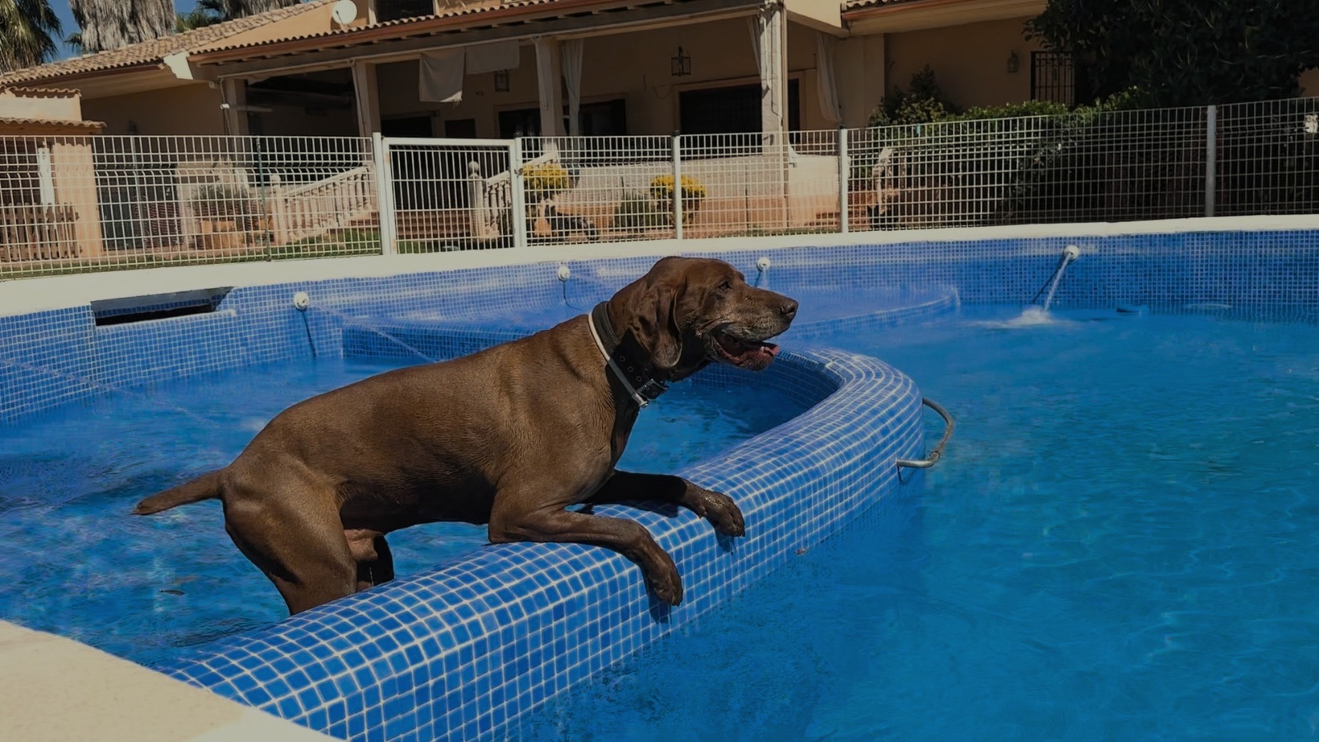 Dog recovering in a therapy pool