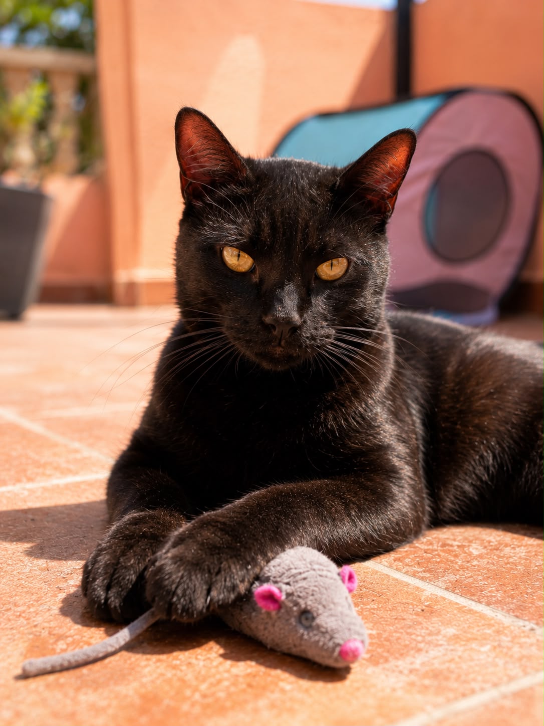 Fideo, a cat available for adoption