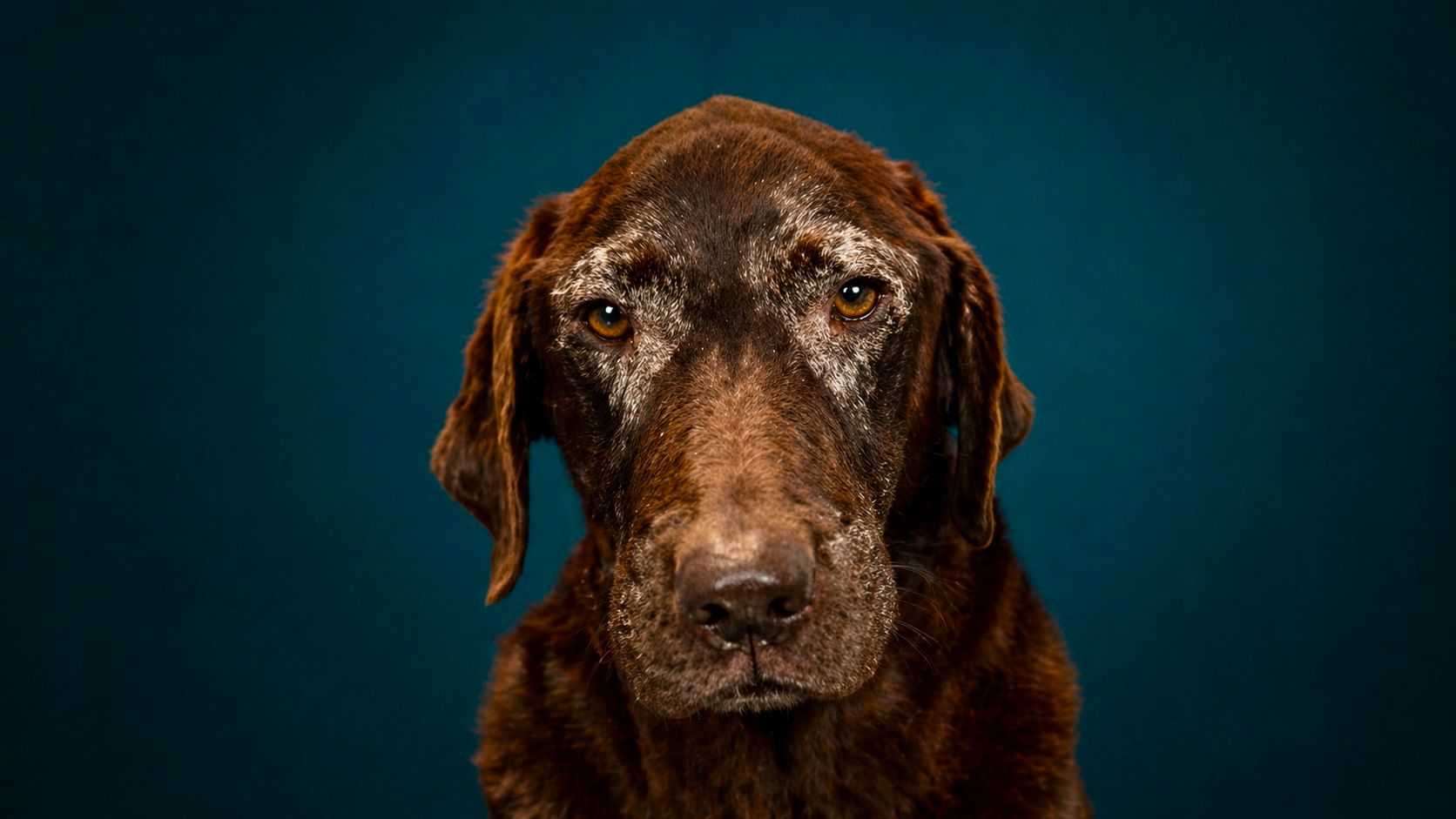 Tina, a dog available for adoption