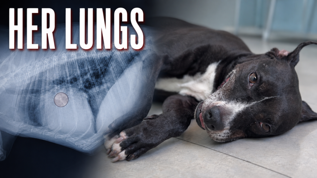 India receiving care after aspiration pneumonia