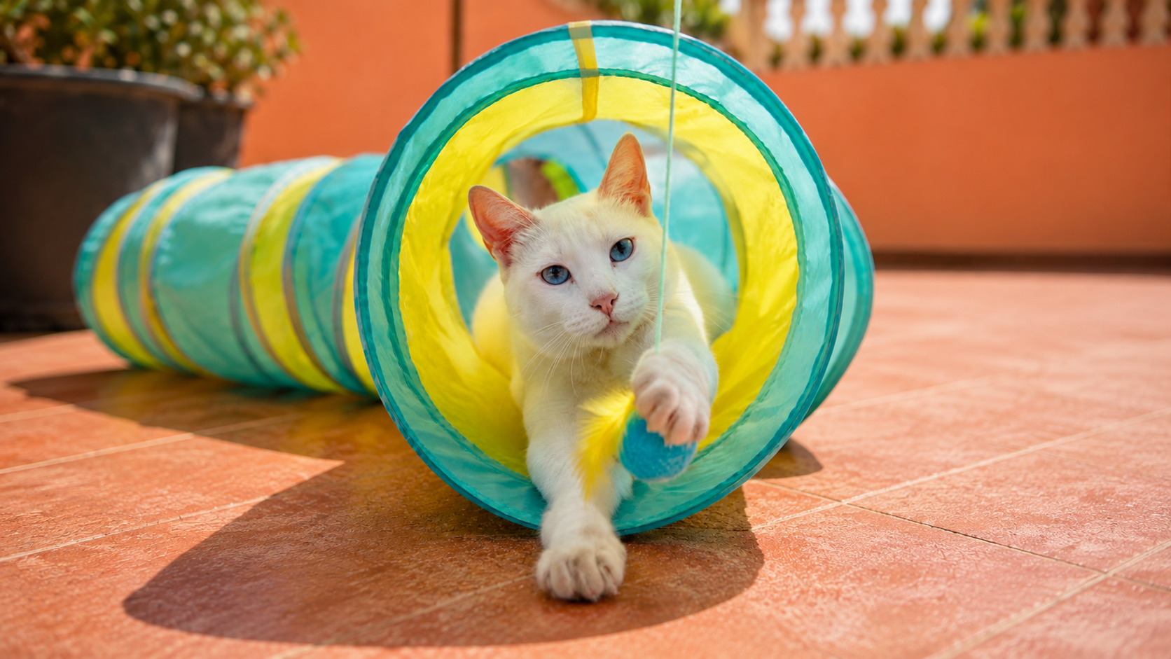Alba, a cat available for adoption