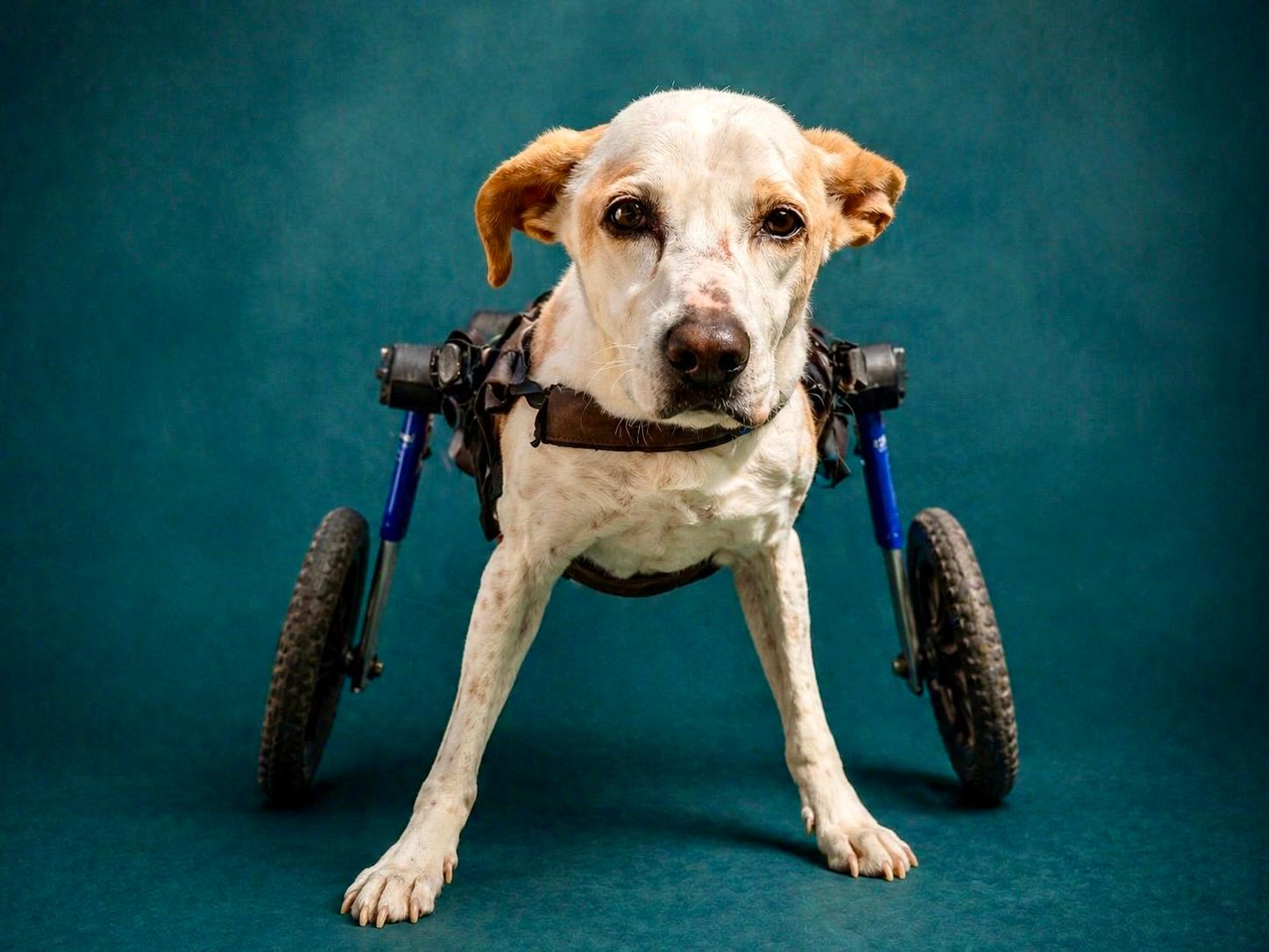 Rescued dog using a mobility cart
