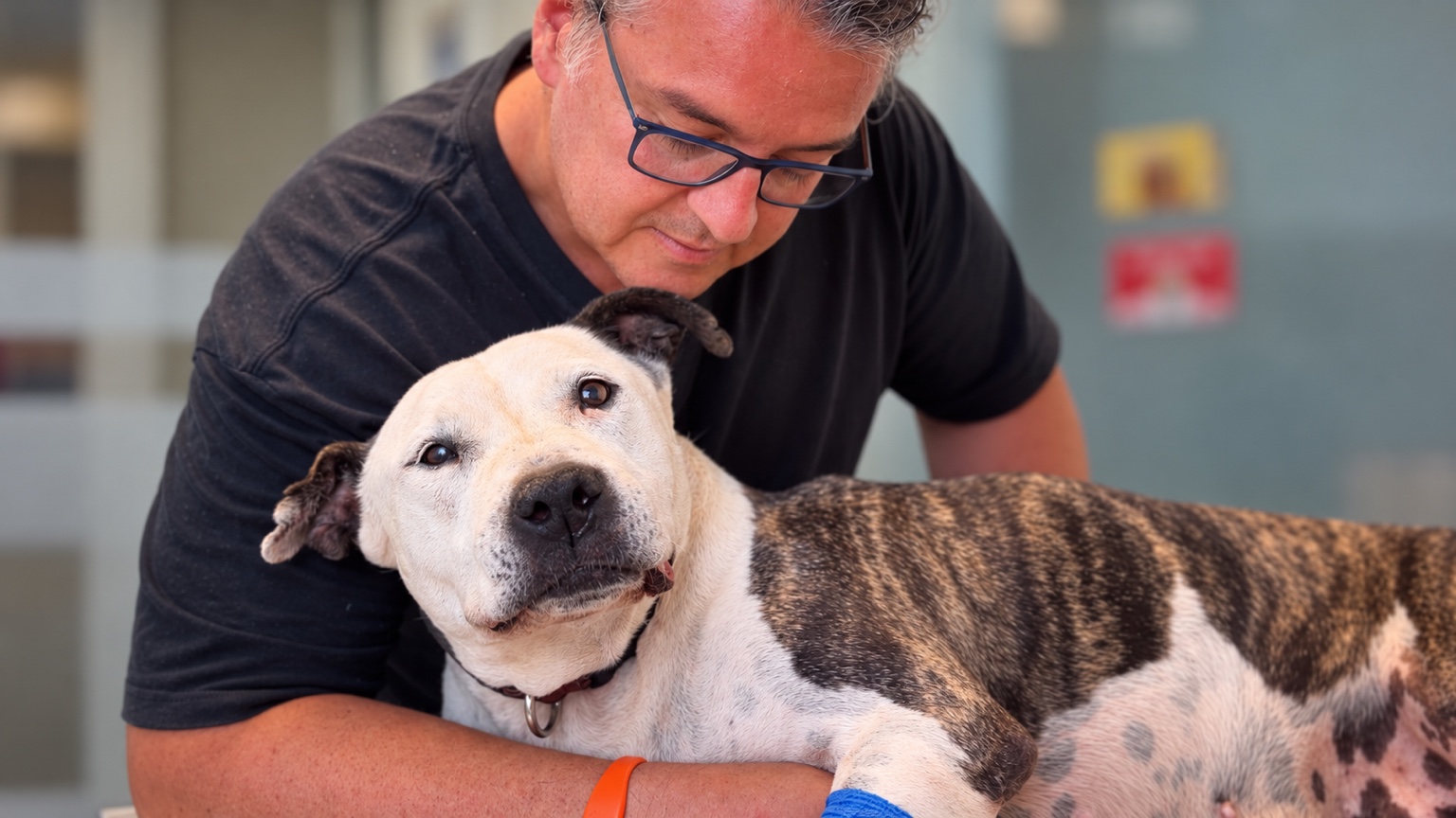 Carla resting in Viktor’s arms at the veterinary clinic.