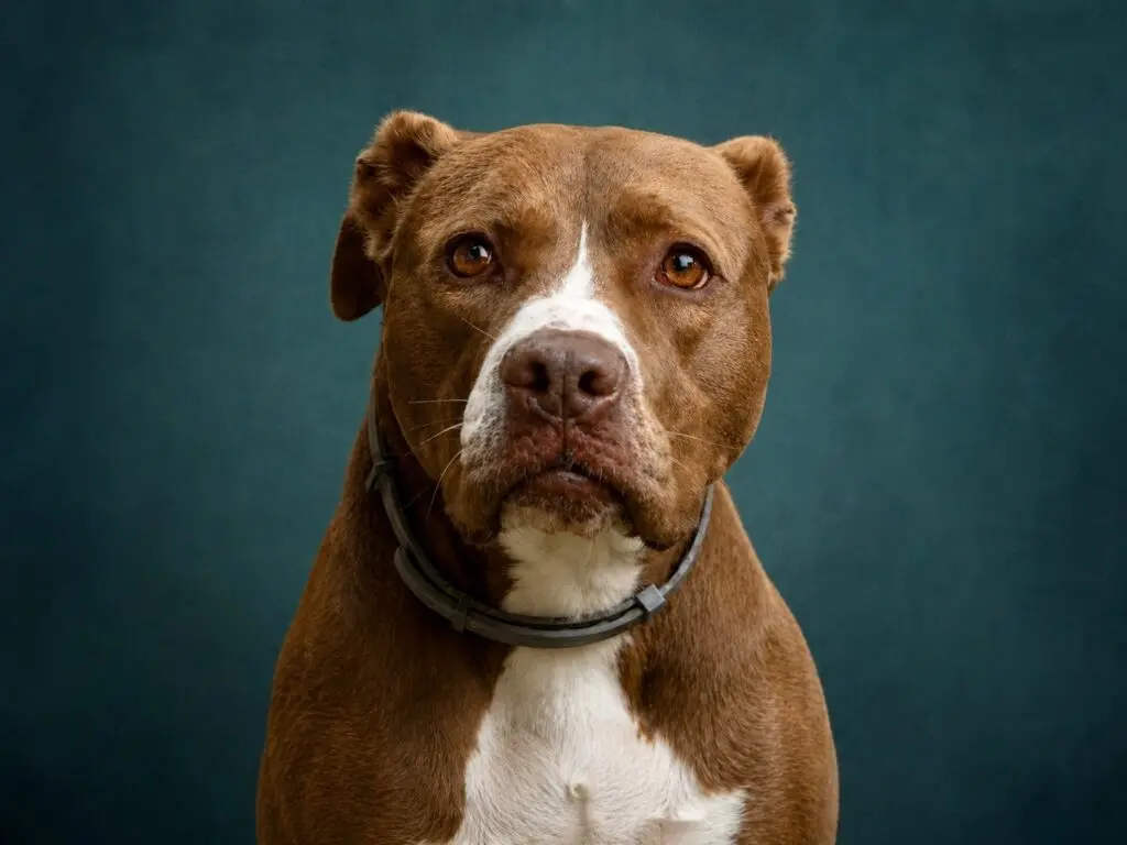 Canela, remembered by Let's Adopt