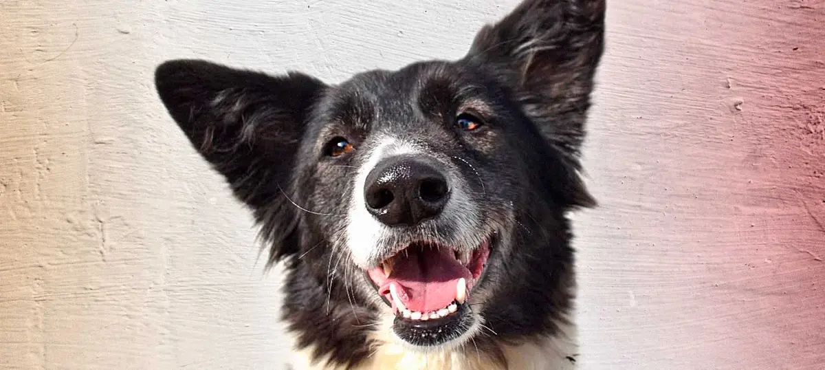 Luna, a dog looking for a loving home