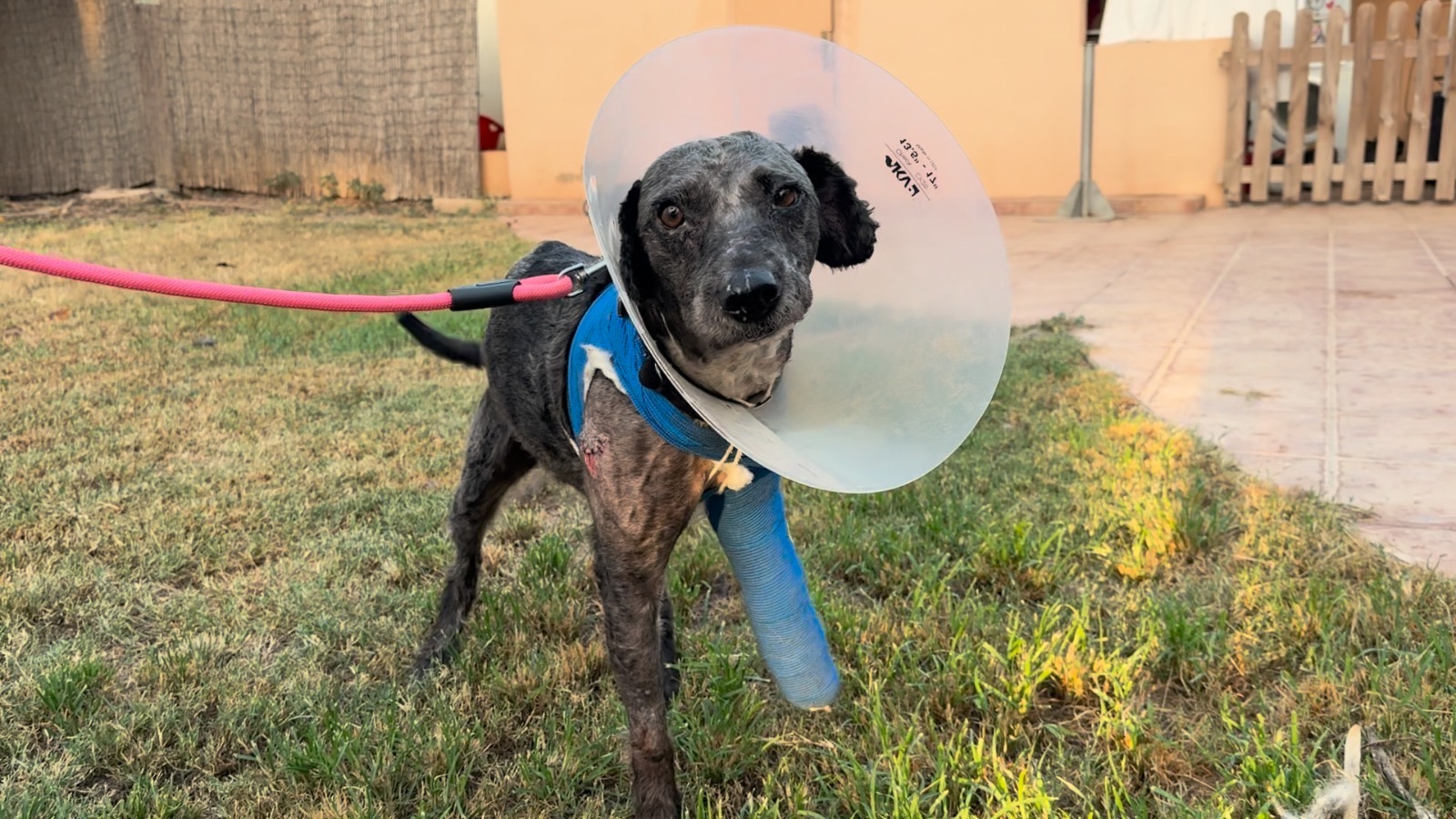 Rufus wearing a blue bandage and a protective cone after surgery